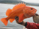 CDFW announces changes to recreational groundfish regulations