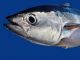 Bluefin Tuna Reporting Requirements