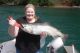 The Case of the Missing Niagara River Salmon