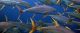 Restoring Fish Impacted by Deepwater Horizon