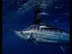 Trump Closes Loophole Signing Billfish Conservation Act