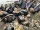 Statewide annual mussel quarantine was lifted at midnight