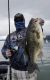 Folsom man hauls in 16.07-pound bass