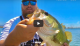 Summertime Topwater Frog Fishing for Shallow Bass VIDEO