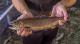 It's being called a miracle: NATIVE CUTTHROAT TROUT RETURN