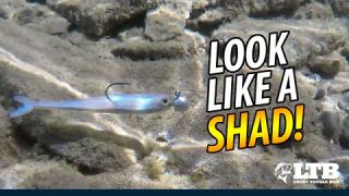 Tackle How-To: Fish Shad Baits  #LTB