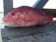 Five Men Cited for Red Snapper Violations