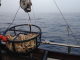 New Commercial Regs for Dungeness Crab and Whale Entanglement