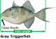 Gray triggerfish size limit to increase in Atlantic state waters effective July 9