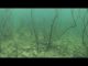 Underwater Viewpoint: Fluorocarbon vs. Braid for Heavy Cover in Clear Water