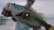 A Virtual Rod to Outsmart The Fish VIDEO