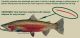 Understanding Steelhead