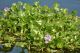 Citizen notifications of large mats of water hyacinth