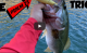 New Melones Lake Top Water Bass Fishing  VIDEO