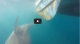 Great white shark, 16-foot, 3,000-pound, reeled in by sport fisherman