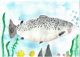 Celebrity host to judge Wildlife Forever International Fish Art Contest