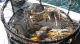 CDFW announced 15-day delay for the northern California commercial Dungeness crab season.