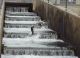 Nimbus Hatchery Fish Ladder to Open Nov. 2