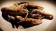 A new species of giant crayfish literally crawled out from under a rock