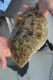 Summer Flounder Quota Reduced by Mid Atlantic FMC