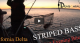 Spring Evening Striper Blitz VIDEO