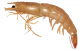 Texas Parks and Wildlife Department warns anglers against imported bait shrimp