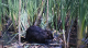 Nutria Confirmed in Stockton, Heart of the Delta