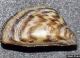 FWC asks public to help stop the spread of invasive zebra mussels