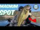 New melones lake Magnum Spotted Bass