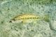 Official state fish, Guadalupe bass, has been restored to Texas River