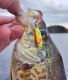 Entice Fish with the Northland Buck-Shot® Rattle Spoon