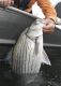 Hybrid Stripers Thriving