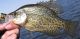 Delta crappie