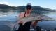 White sturgeon in Lake Roosevelt