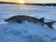 2022 Black Lake sturgeon season wraps within 36 minutes