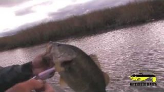 How-To: Fish a Wake Bait