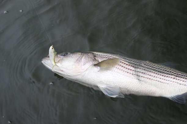 Anthony Gagliardi  striper fishing tips for swimbaits on striped bass.jpg