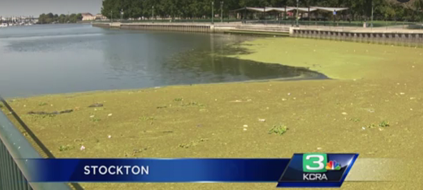 stockton waterfront algea delta.png