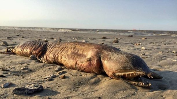 Mysterious creature washes ashore on Texas beach, Twitter flares with theories.jpg