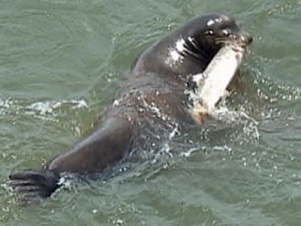 Sea Lion Relocation Unsuccessful for Saving Willamette Steelhead.jpg