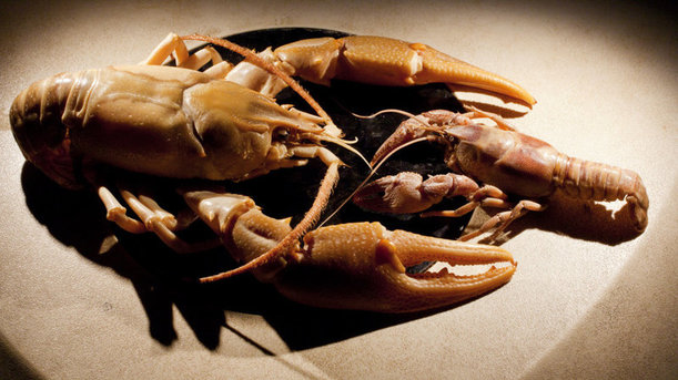 A new species of giant crayfish has literally crawled out from under a rock.jpg