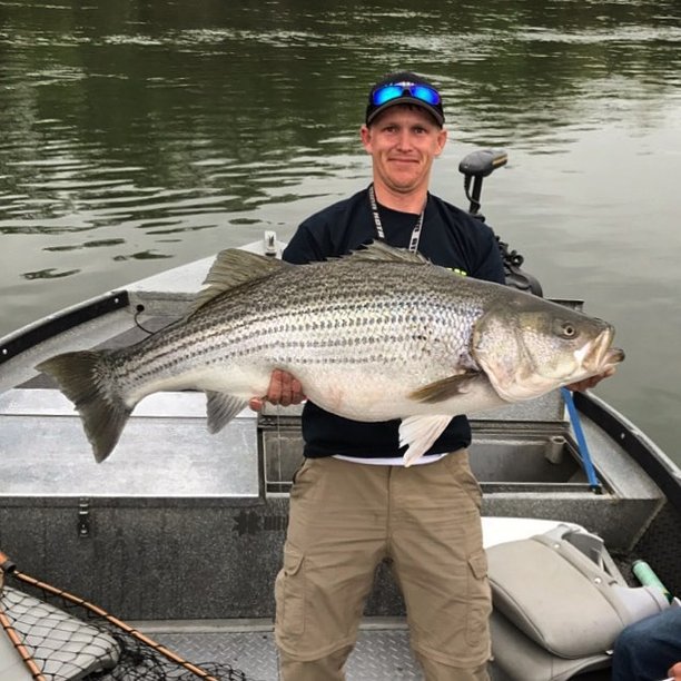 57 Pound Striper on the Sac River California Delta.jpg