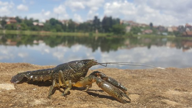 crawdad crayfish cloning.jpg