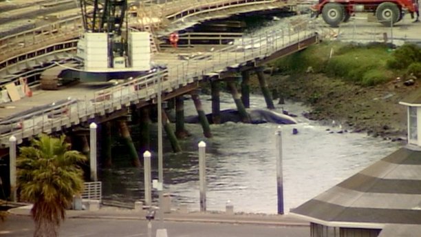 whale-bridge-1526681872.jpg