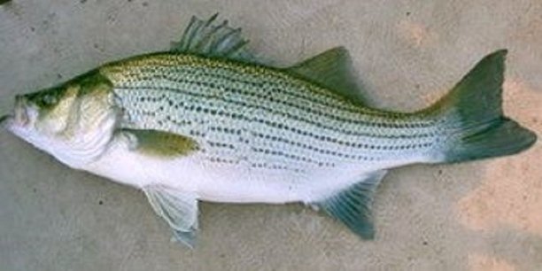 Hybrid striped bass sometimes confuse anglers.jpg
