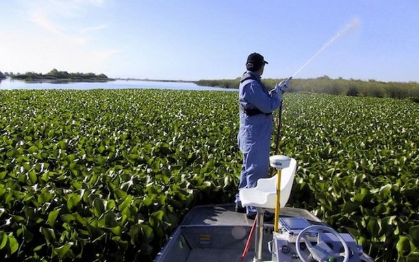 water-hyacinth-dbwcredit.jpg