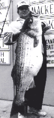 84lb Striper - Bass Fishing Forum 