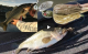 California Delta Bass Fishing Low Tide VIDEO