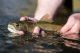 Two Rivers Trout Lake Fish Renovation Completed