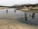 Carmel River Lagoon Striped Bass Removal